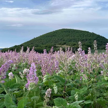 Villa Design In Provence *
